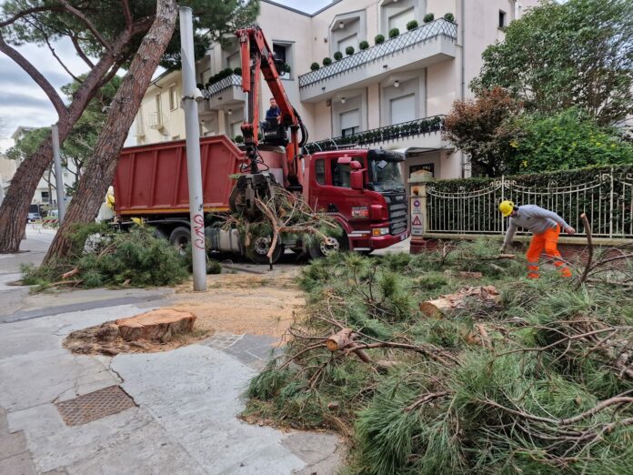 Abbattimento pini viale Dante Riccione aprile 2023 (3)
