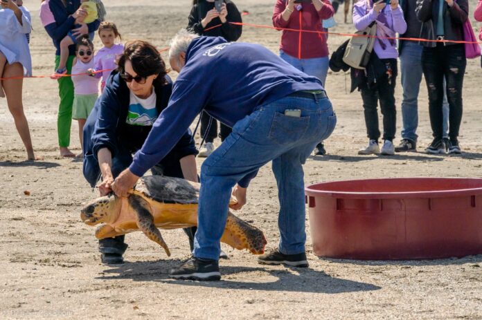 Fondazione Cetacea Rilascio tartarughe 22 aprile 2023 (4)