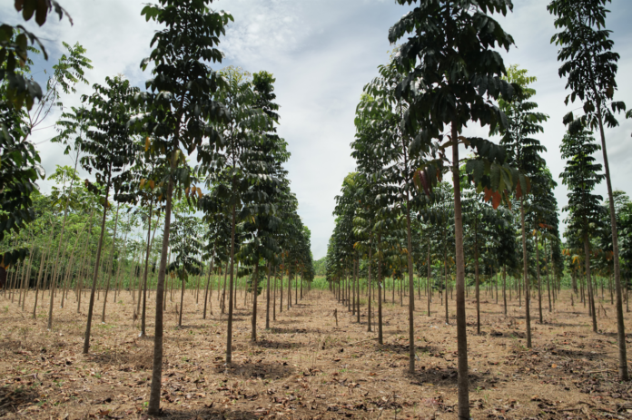 Riforestazione Guatemala Flowe