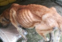 Fano, cane scheletrico abbandonato in una casa disabitata, salvato dalle Guardie Zoofile OIPA