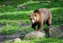 Paura in Trentino, giovane runner inseguita da un orso a Cadine. Soccorsa dai vigili del fuoco