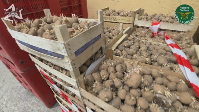 patate sequestrate e destinate a smaltimento_3