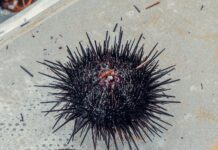 GDF ROAN NAPOLI: SEQUESTRATI KG 900 DI PRODOTTI ITTICI