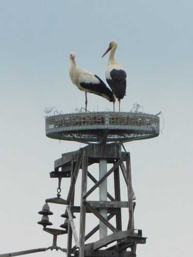 04 Cicogne Uggia sul nido