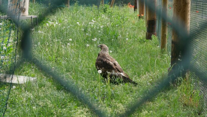 Aquila Elisabetta_CANC_Grugliasco_04_05_2023_1