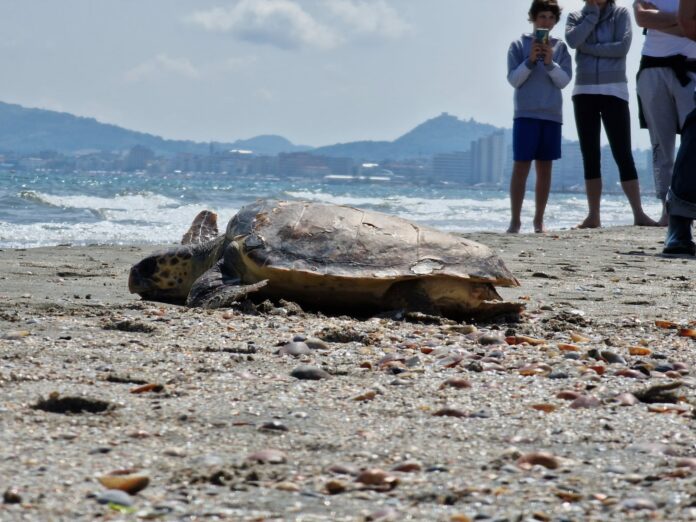 Liberazione tartarughe Fondazione Cetacea Riccione aprile 2023 (5)