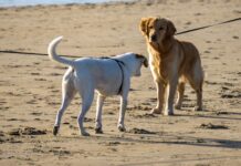 Albania, carcasse di cani nei cassonetti e sospetti avvelenamenti: l’OIPA ETS scrive alle autorità