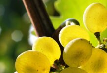 Tavolo Moscato, riunione in Regione con i 51 Comuni piemontesi
