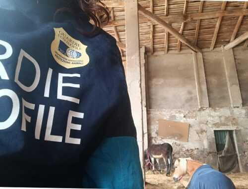 gz oipa nella scuderia per siti