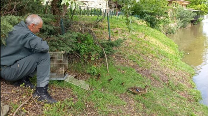 liberazione_Germani reali_nel_Po_02_05_2023