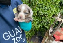 Riprende l’esame del DDL Caccia in Senato, OIPA: “Si ignora la scienza e la volontà dei cittadini”