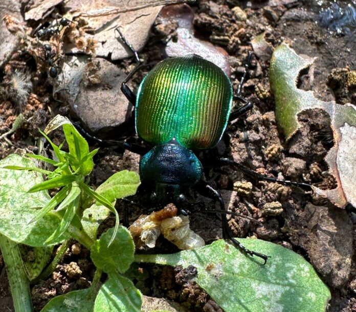 Calosoma sycophanta che mangia una limantria