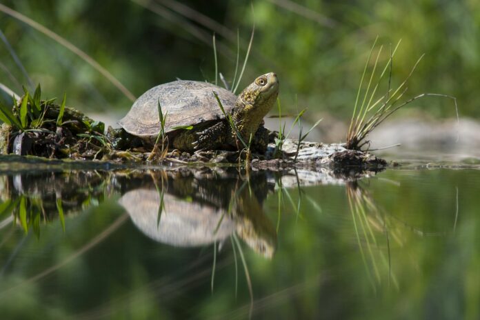 DSC_Life Urca proEmys ph Pino Piccardo (4) media def tartaruga