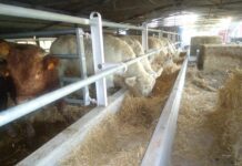 MACELLERIA AGRICOLA TRAVAGLINI LORENA