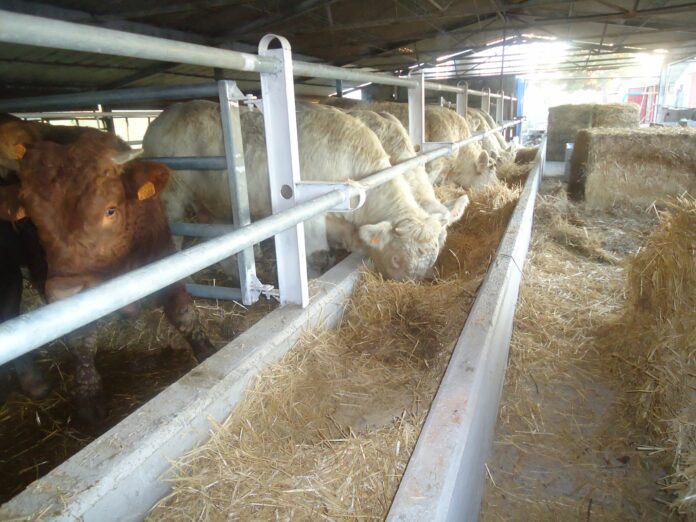 macelleria travaglini