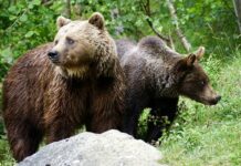 Orso M123 arrivato in Veneto, OIPA: “Prevenzione e informazione, no a provvedimenti contro l’animale”