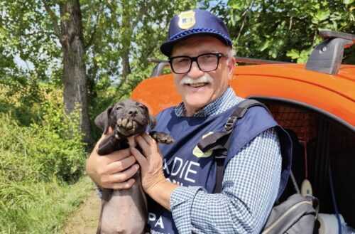 pitbull gz oipa modena