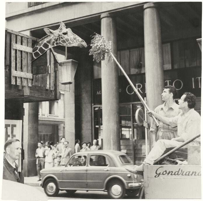 una-giraffa-in-via-Roma