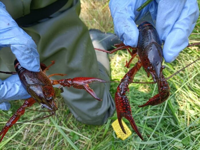 Gambero-Louisiana-presso-Lago-Costa_imagefullwide
