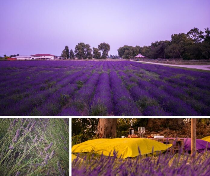 lavanda