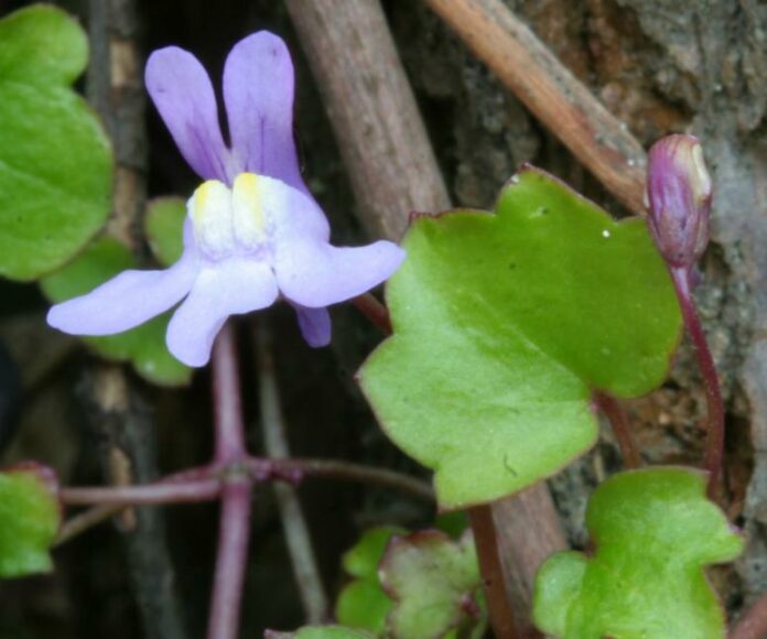 Cymbalaria_muralis_ENBLA01