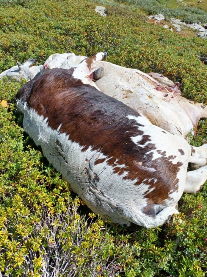 carcasse_mucche_Laghi_di_Cialancia_29_06_2023_3