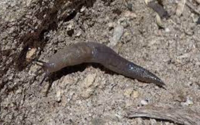 A-Montecristo-scoperta-una-nuova-specie-di-lumaca-di-un-nuovo-genere-640x401