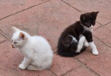 La Nuova Zelanda vuole uccidere milioni di gatti randagi