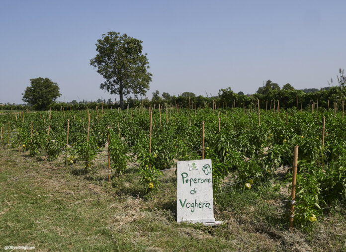peperone di voghera
