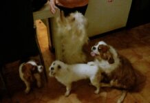 Roma: Fratelli d’Italia convoca gli Stati Generali del Benessere Animale nel Sociale