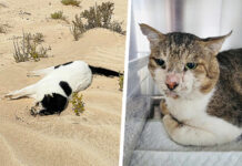 La Città dei Gatti 2026