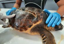 “Italian Turtle Day”, otto tartarughe marine già tornate in libertà