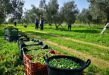 Agricoltura, torna a Bari in Fiera del Levante la prossima Cpa