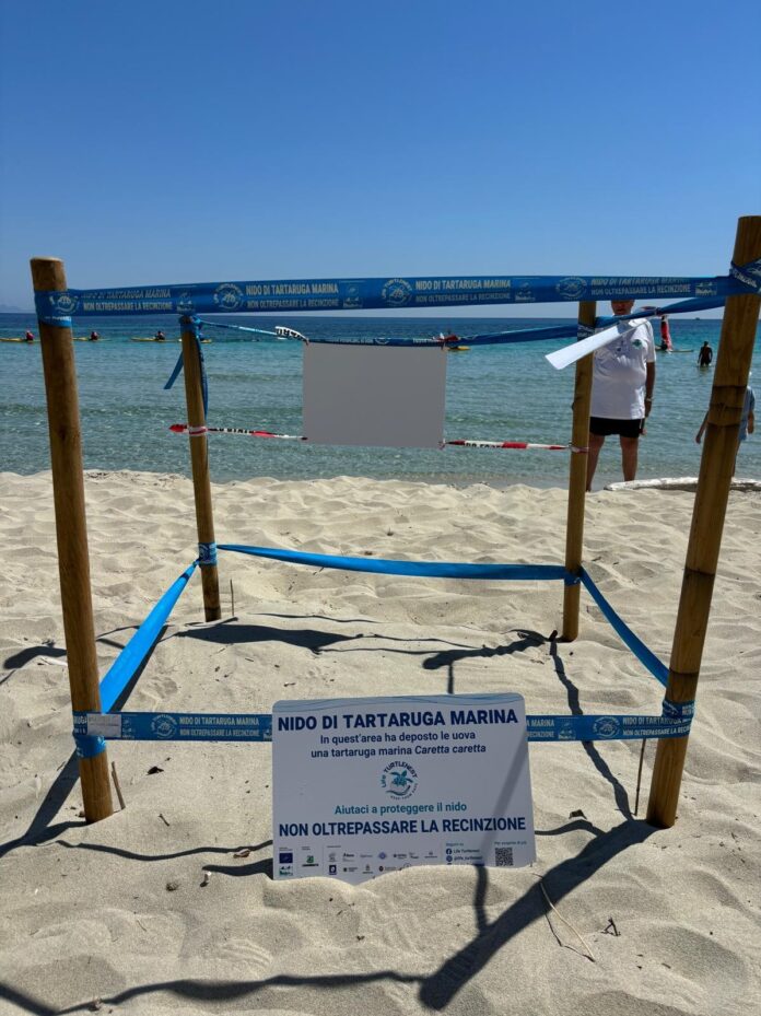 Pianosa quarta nidificazione 3