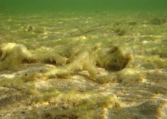 mucillagine-03-1000x713