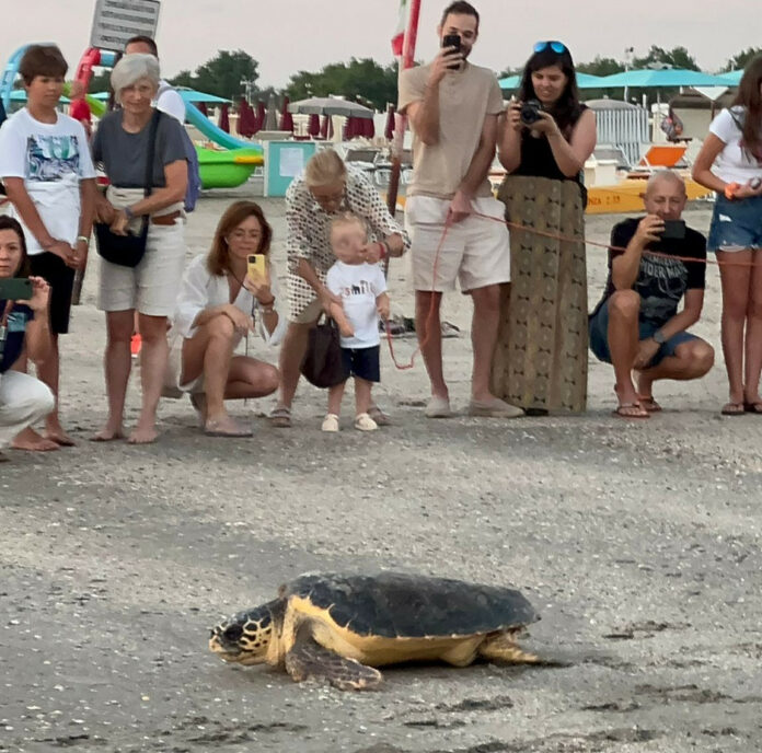 Rilascio tartarughe in mare_6 agosto 2024