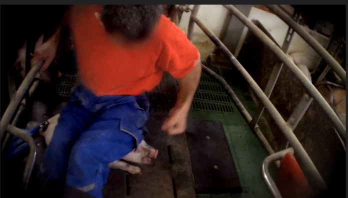 maltrattamento animale