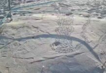 Tartarughe marine all’Isola d’Elba: una stagione anomala con i soliti problemi sulle spiagge