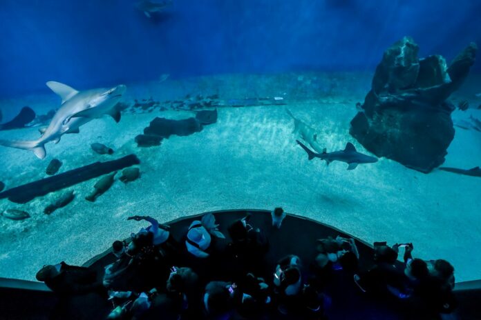 Vasca squali_Acquario di Genova ph C. Corti bassa def_DSC_4647_1