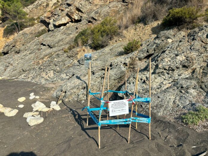 Vetrangoli nidificazione 1