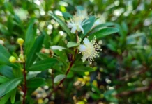 Florovivaismo: concluse in Commissione Agricoltura le audizioni sui danni causati dalla Popillia Japonica