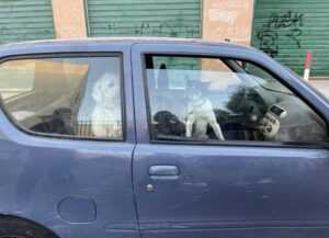 palermo-sequestro-cani-auto-2-300x217