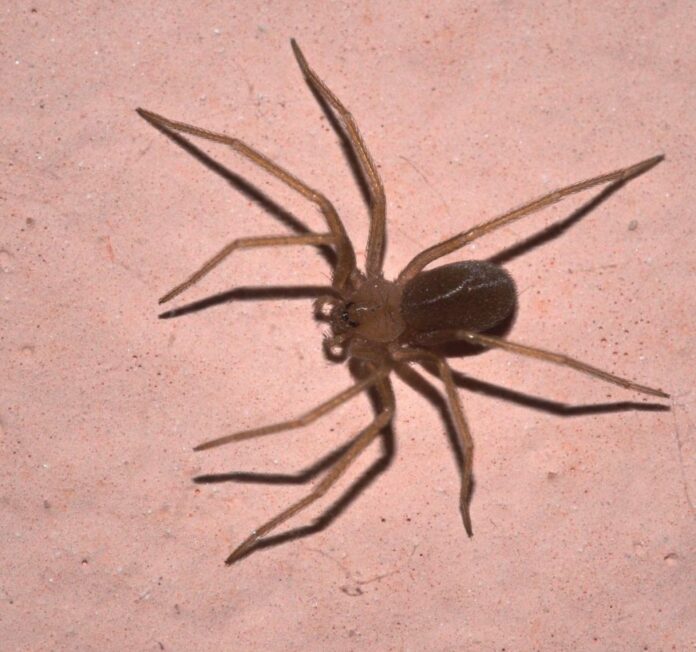 ragno_violino-1024x959