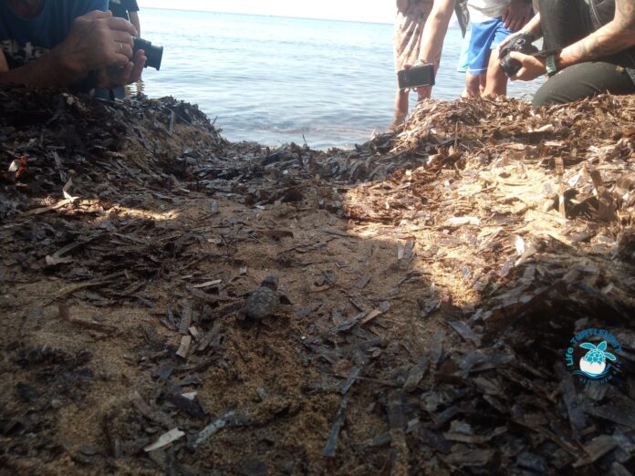 tartarughe morcone 2021