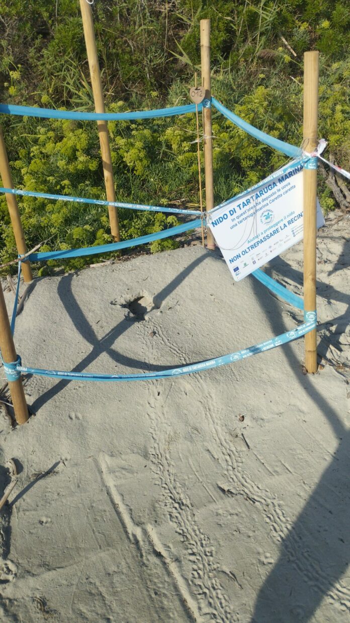 Tracce tartarughe pianosa nido 3 3