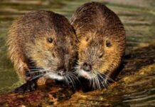 Nutrie nel piatto del sindaco di Gerre de’ Caprioli (CR): messaggio diseducativo e irrispettoso