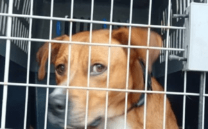 sequestro-cagnolino-tagliolo-monferrato-300x187