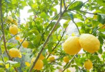 Agrisicilia digitalizza il sito produttivo di Belpasso