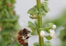 La nuova legge “vale” 12 milioni di euro, più tutela e promozione delle api