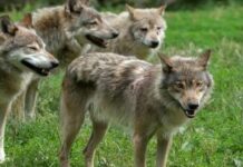 Lupi morti in Abruzzo: Ipotesi avvelenamento